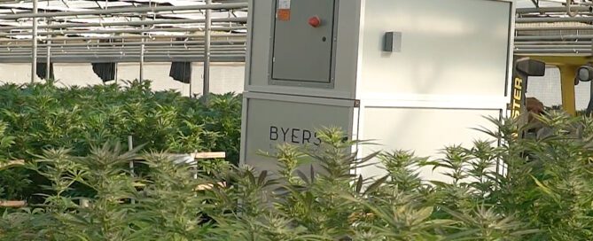 the MT-6 scrubber in a cannabis factory, helping curb hemp cultivation odors