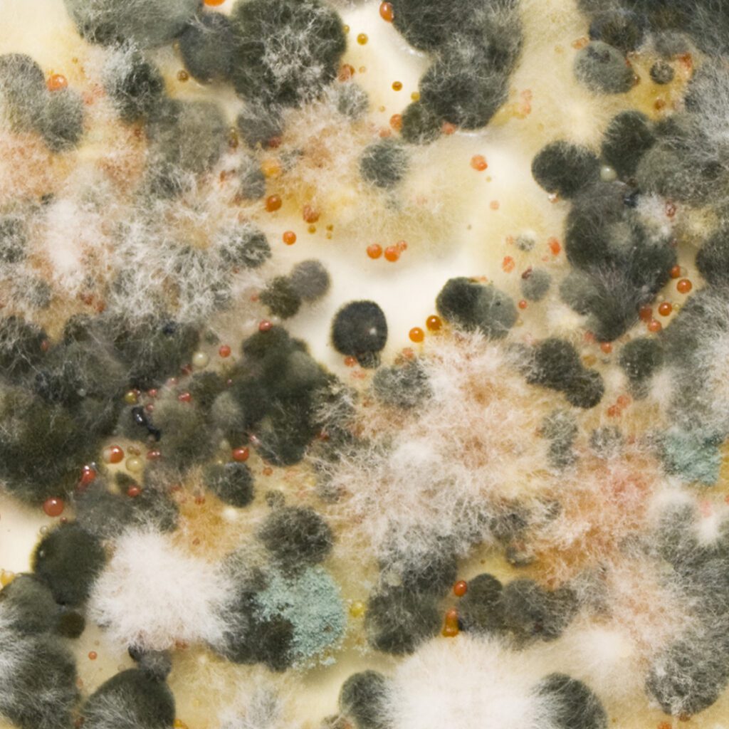 Aspra removes mold and fungi