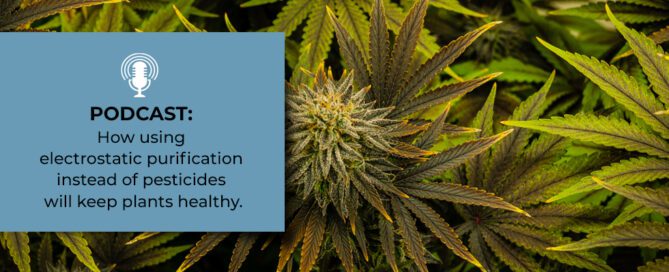 Aspra for Cannabis Plant Health